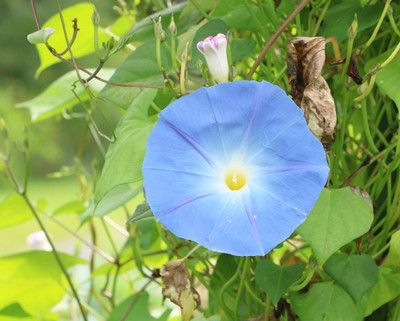 ZIXA Ipomoea hederacea Seed(50 per packet)