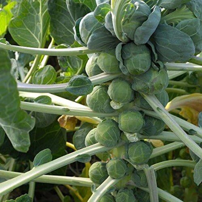 WILLVINE HAR -X Half Dwarf Brussels Sprouts Seeds [2.5g] Seed(750 per packet)