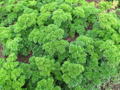 SOWCAN Herb - Parsley – Triple Moss Curled Seed(100 per packet)