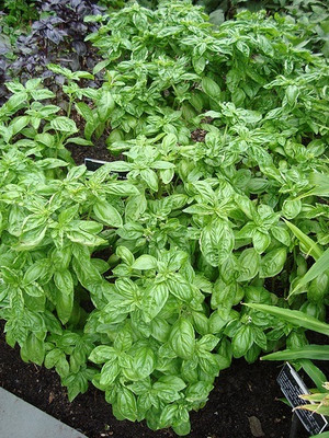 Qualtivate NBIR-4 French thin leaf basil Seed(1000 per packet)