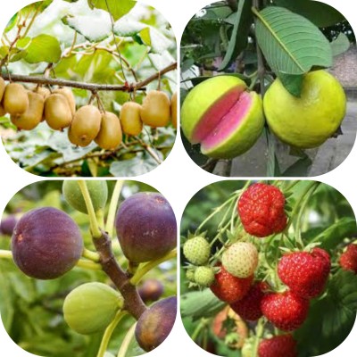 seedx Hybrid Kiwi, Strawberry, Guava, Anjeer, Combo Pack Seeds, Mega Combo Pack Seed(20 per packet)
