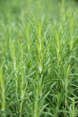 CYBEXIS TLX-58 - Rosemary - Non-GMO - (750 Seeds) Seed(750 per packet)
