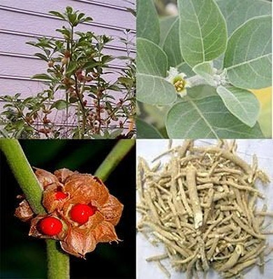 Aywal Ashwagandha Herrbs Seed(80 per packet)