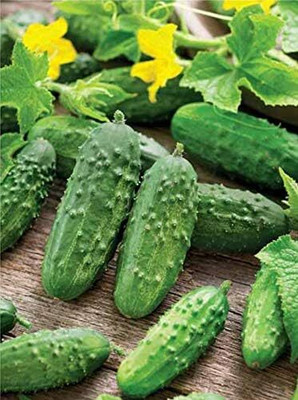 Qualtivate GXL-6AT Pickling Cucumber Open-Pollinated Seed(300 per packet)