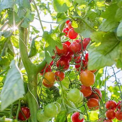 Ayurvachan tomato Seed(105 per packet)