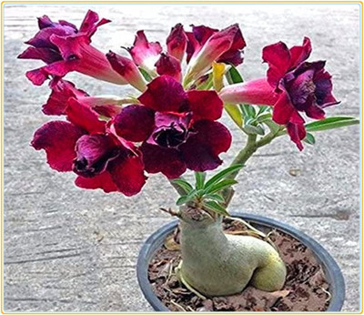 Qualtivate XL-475 Desert Rose -Adenium obesum Seed(30 per packet)