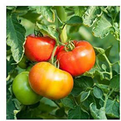 KANAYA Tamatar Seed(400 per packet)