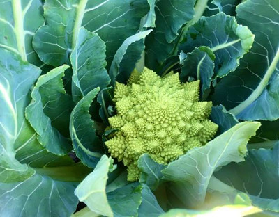 ACMS white cauliflower,gobhee seeds Seed(30 per packet)