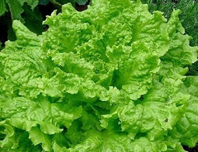 KNESSiN Lettuce Wavy Curl Seed(200 per packet)