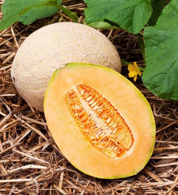 CYBEXIS NDIR-85 - Jumbo Cantaloupe/Muskmelon Melon - (450 Seeds) Seed(450 per packet)