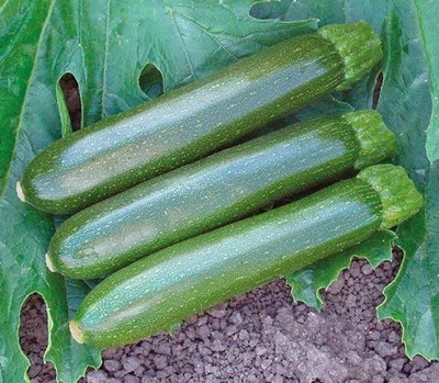 VibeX ® VLR-336 Dark Green Zucchini Seeds Seed(100 per packet)