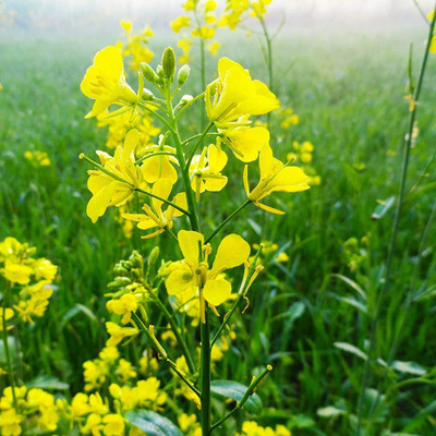 VibeX VXI-2 - Trifecta Power Blend Mustard - (750 Seeds) Seed(750 per packet)