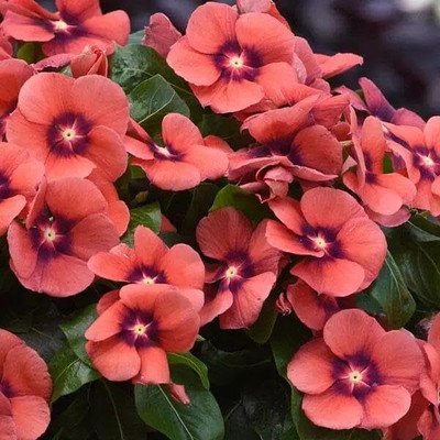 CRGO VINCA , SADABAHAR Seed(10 per packet)