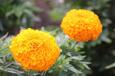 CALYXSEEDS marigold/gende ka phool flower seeds Seed(50 per packet)