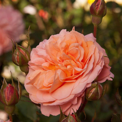 CYBEXIS LX-13 - Orange Rose Bush - (900 Seeds) Seed(900 per packet)