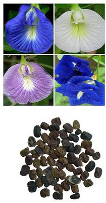 rnhira Aparajita seeds blue || Seeds for aparajita blue || 10seeds Seed(10 per packet)