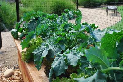 CYBEXIS Spigariello Liscia' (Italian Leaf Broccoli)2000 Seeds Seed(2000 per packet)