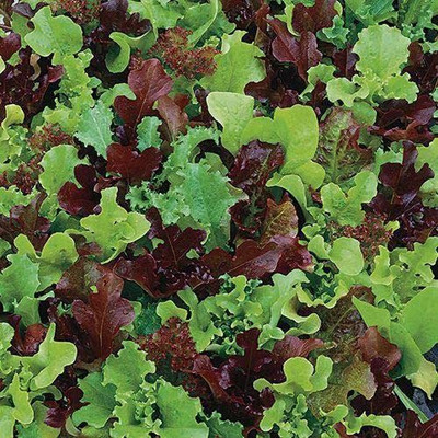 VibeX ® VMR-553 Micro Mini Greens Lettuce Seeds Seed(200 per packet)