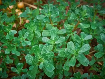 Aro Purslane, Kulfa Seed(10 per packet)