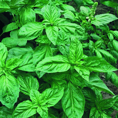 WILLVINE Genovese Basil Seeds-[2000 Seeds] Seed(2000 per packet)