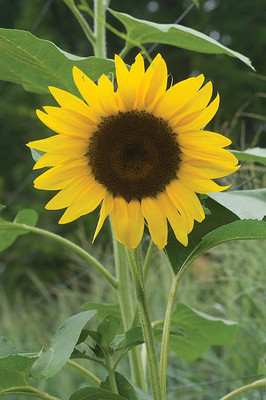 CYBEXIS PAU-62 - Del Sol Hybrid Sunflower - (1350 Seeds) Seed(1350 per packet)