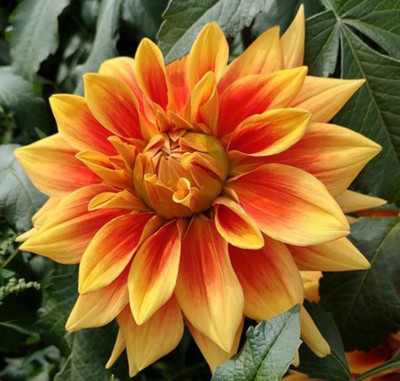 CYBEXIS VXI-36 - Orange Dahlia Pompon Flower - (60 Seeds) Seed(60 per packet)