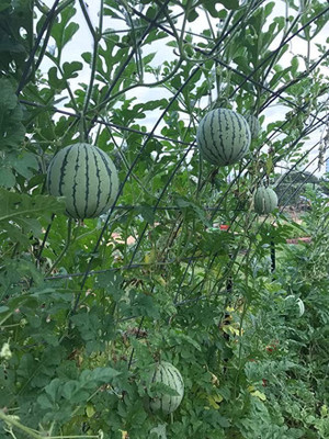 MAA Watermelon, Tarbooz Seed(30 per packet)
