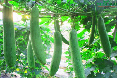CYBEXIS TLX-58 - Luffa Cylindrica Smooth Sponge Gourd - (100 Seeds) Seed(100 per packet)