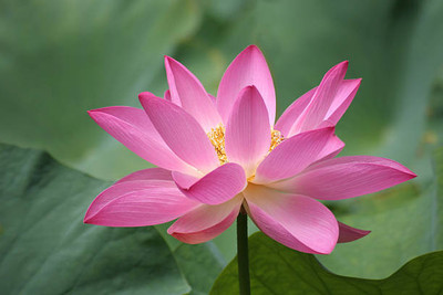 BM MUSHROOM lotus,kamal gatta Seed(15 per packet)