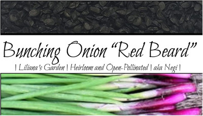 WILLVINE HUA -I Scallion “Red Beard” Bunching Onion Resilient Green [25g] Seed(15000 per packet)