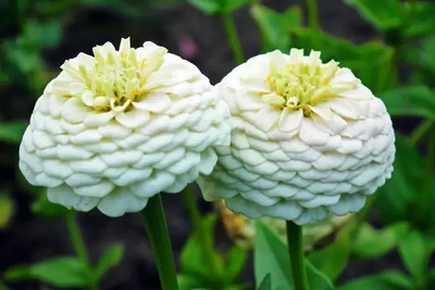 MAA Zinna Seed(35 per packet)