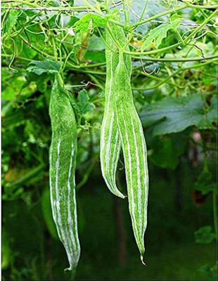 AMAJIT Hybrid Snake gourd/Chichinga/Pudalangai/Chillatai seeds for Home gardening(17) Seed(17 per packet)