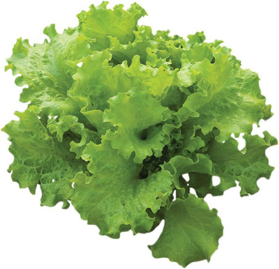 CYBEXIS LX-98 - Black ed Simpson Lettuce - (1350 Seeds) Seed(1350 per packet)