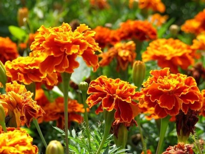 Infintegreen French marigold Flower Seed(100 per packet)