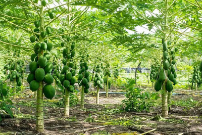 Dbbrothers Red lady papaya f1 hybrid seeds for home garden Pack of 800 Seed(800 per packet)