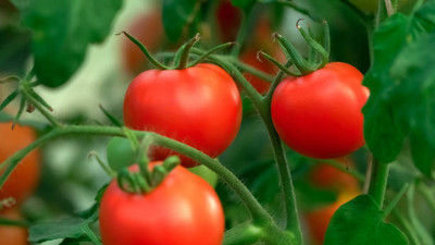 MAHYCO HYBRID TINDA tomato Seed(30 per packet)
