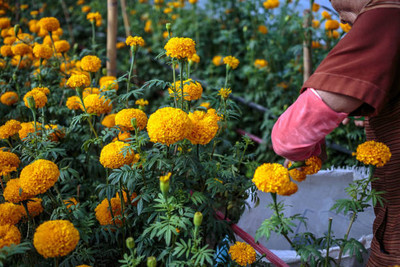 AtoZprintshop marigold/gende ka phool flower seeds Seed(50 per packet)