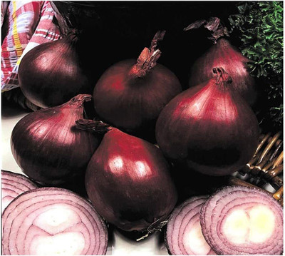 CYBEXIS Onion RED Baron Seeds1000 Seeds Seed(1000 per packet)