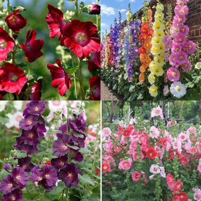 ibains Hollyhock flower seeds peach and dream 16 Seed(16 per packet)