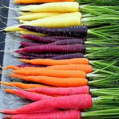 PETALFLEUR Carrot/gajar Seed(50 per packet)