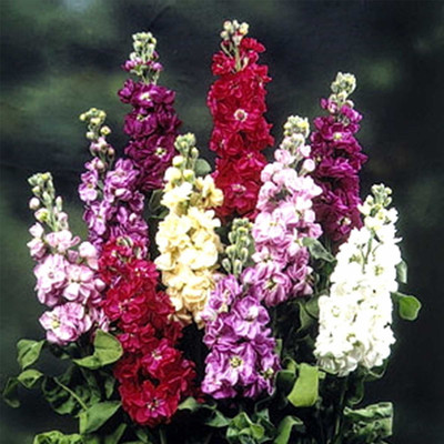 Biosnyg Stock Flower Garden Seeds - Midget Mix[100 Seeds] Seed(100 per packet)