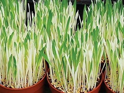 Qualtivate XLL-83 Cat Grass Hard Red Winter Wheat Seed(2000 per packet)