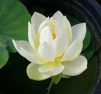 LPR LOTUS,KAMAL Seed(15 per packet)