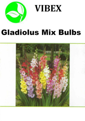 Cloud Farm GLADIOLUS Seed(20 per packet)