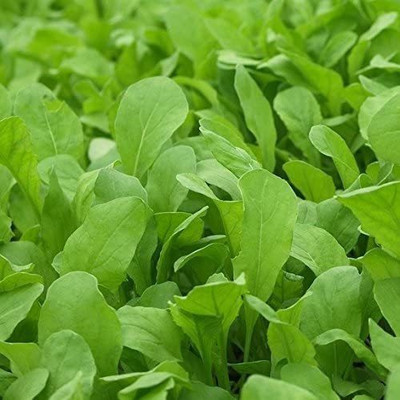 VibeX VXI-70 - Arugula Roquette - (2250 Seeds) Seed(2250 per packet)