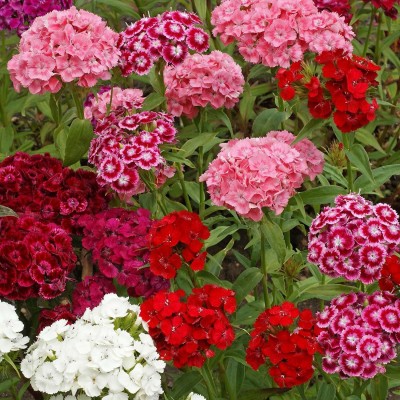 JRYU Dianthus Barbatus Mixed Seeds For Kitchen Gardening Seed(80 per packet)