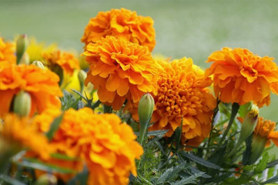 BDSresolve Merigold flower seeds (Marigold seeds) PACK OF 82 Seed(82 per packet)