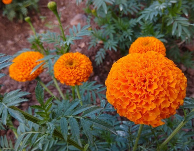 Avysa African गेंदे का फूल / Genda,Marigold Flower Orange Seed(100 per packet)