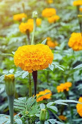 greenfarm XCVI-151 Marigold Seeds Orange Beauty Imported Seeds (180 X Seeds ) u152 Seed(180 per packet)