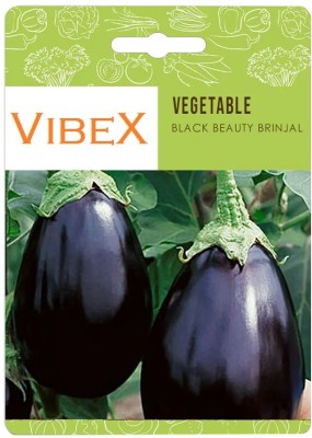Biosnyg Black Beauty Brinjal/Eggplant Seeds[500 Seeds] Seed(500 per packet)